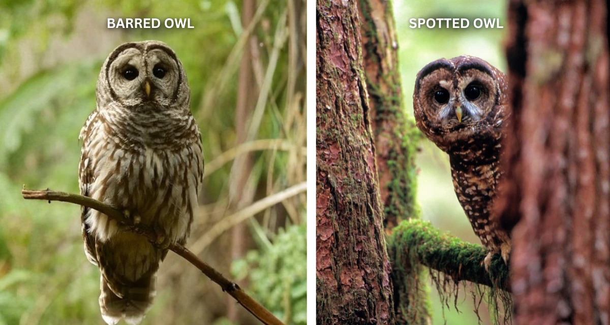 Collusion By The Government And The Timber Industry To Kill Owls