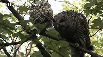 Stop the barred owl<br>massacre