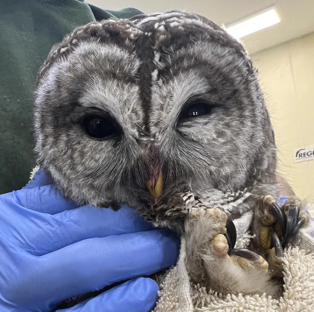 Barred owl found bleeding from the mouth from the effects of a rodenticide.