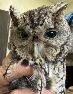 Raptor education group treated young lethargiuc screech owl with one normal and one green eye but the green eye burst and he died.