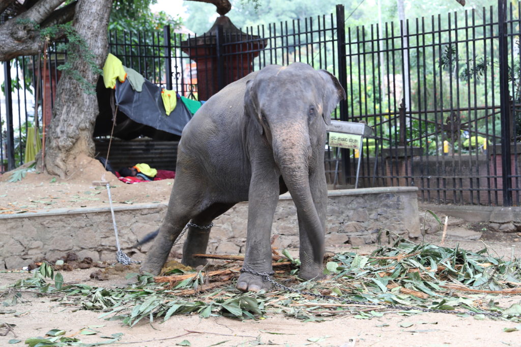 A baby elephant chained to a tree.