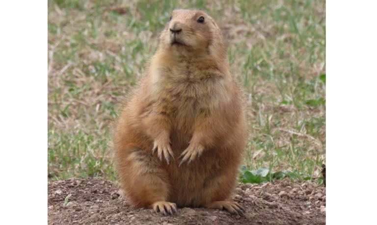 Black-tailed prairie dog sitting alert on open soil within a prairie dog colony on the Great Plains.