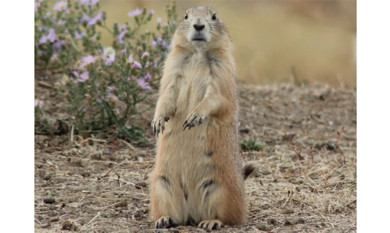 Black-tailed prairie dog standing upright as a sentinel near its burrow in native grassland habitat.