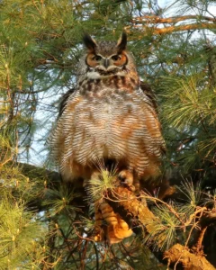 A great horned owl, the largest of the 19 owls in north america. Photo credit: heather king