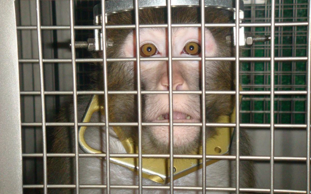 CDC Ends Primate Research As FDA Advances Non-Animal Testing
