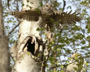 A barred owl takes flight. Photo credit: heather king