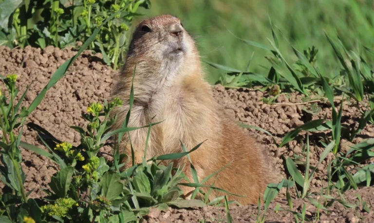 Black-tailed prairie dog sitting alert on open soil within a prairie dog colony on the Great Plains.