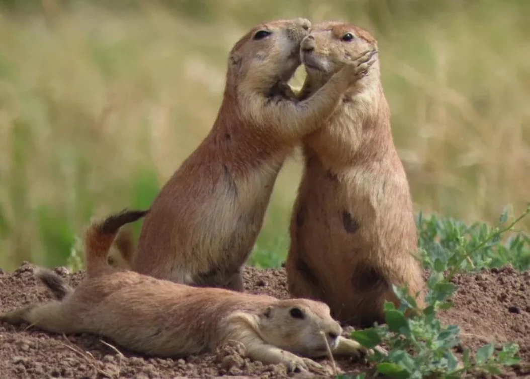 Two black-tailed prairie dogs greeting each other with a social “kiss” at the entrance of their burrow.