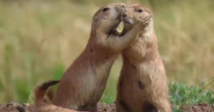 Two black-tailed prairie dogs greeting each other with a social “kiss” at the entrance of their burrow.