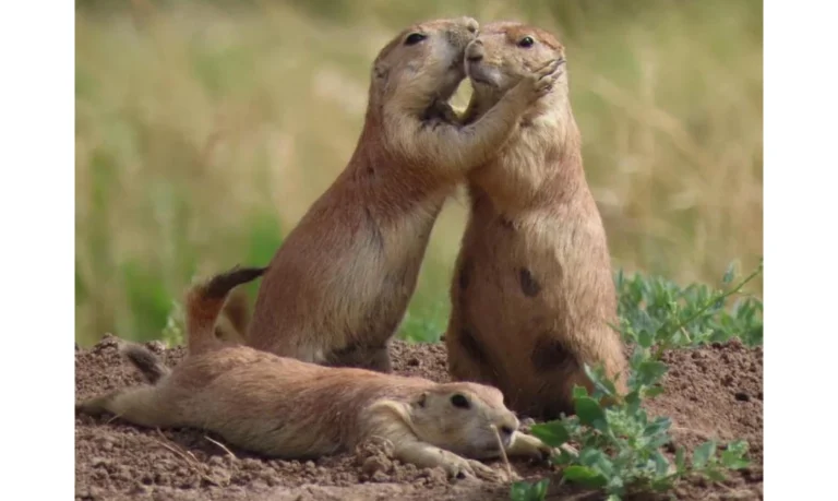 Two black-tailed prairie dogs greeting each other with a social “kiss” at the entrance of their burrow on the Great Plains.
