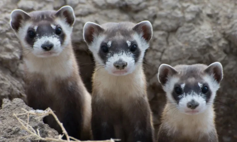 Young black-footed ferrets gathered near a prairie dog burrow opening in a reintroduction area.