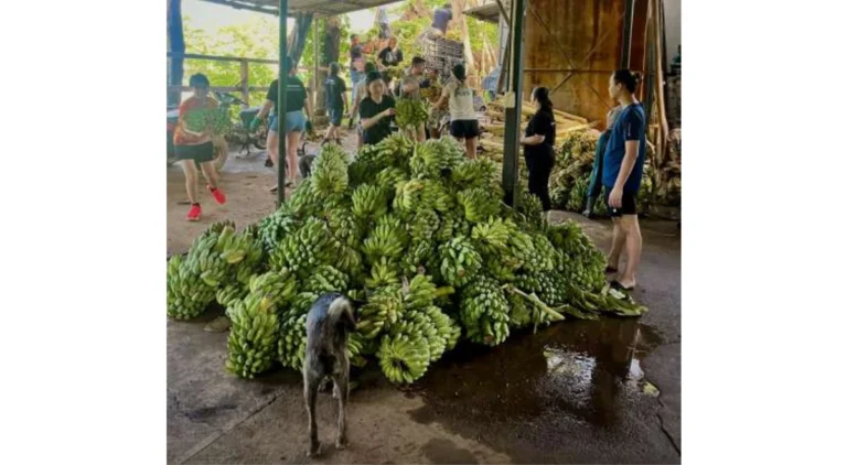 Caretakers and volunteers prepare and distribute fresh food for elephants at Elephant Nature Park, where daily nutrition for more than 100 rescued elephants is a central part of sanctuary operations.