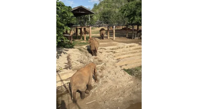 Elephants move calmly to higher ground at Elephant Nature Park in northern Thailand, where new shelters and elevated areas are being built to protect animals from increasingly severe flooding driven by climate change.