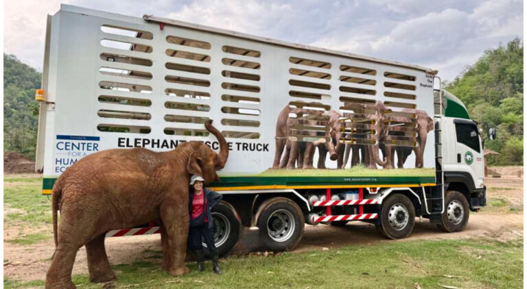 A rescued elephant stands beside a custom elephant rescue truck donated by the center for a humane economy, a vehicle that has enabled the safe transport of dozens of elephants and other large animals across thailand.