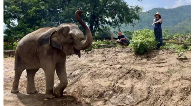A rescued elephant lifts her trunk on a hillside at Elephant Nature Park, a gesture often associated with curiosity and confidence, symbolizing recovery, dignity, and renewed life in sanctuary.