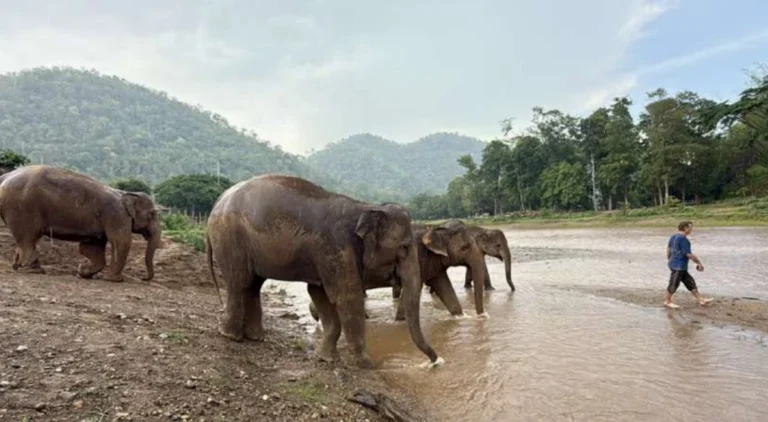 Rescued elephants wade into the river at Elephant Nature Park in northern Thailand, following a trusted caretaker during a daily ritual that reflects the animals’ calm, confidence, and freedom of movement within the sanctuary.