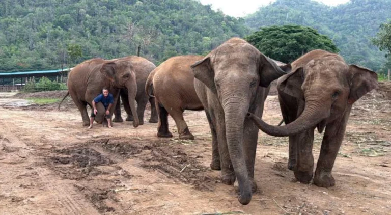 A line of rescued elephants walks closely together behind a caretaker at Elephant Nature Park, illustrating the strong social bonds and trust complete sanctuary life allows them to rebuild.