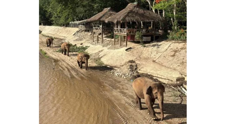 Rescued elephants walk along the riverbank at Elephant Nature Park in northern Thailand, moving freely through a protected landscape designed to prioritize safety, autonomy, and calm.