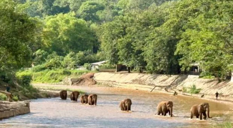 Rescued elephants walk freely through a river at Elephant Nature Park, moving at their own pace in a natural environment where they are no longer forced to perform or submit to human control.