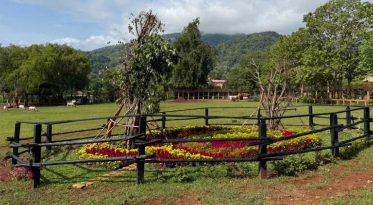 A memorial tree and flower garden at Elephant Nature Park honors rescued elephants who have passed, serving as a living tribute within the sanctuary.