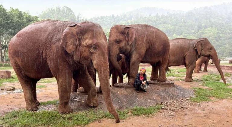 Lek Chailert sits among rescued elephants, including Nam Thip, during a rainstorm at Elephant Nature Park—a scene that reflects the trust and emotional bonds formed through years of compassionate care.