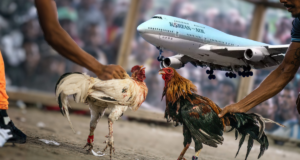 No flight no fight act campaign against shipping fighting roosters to the philippines