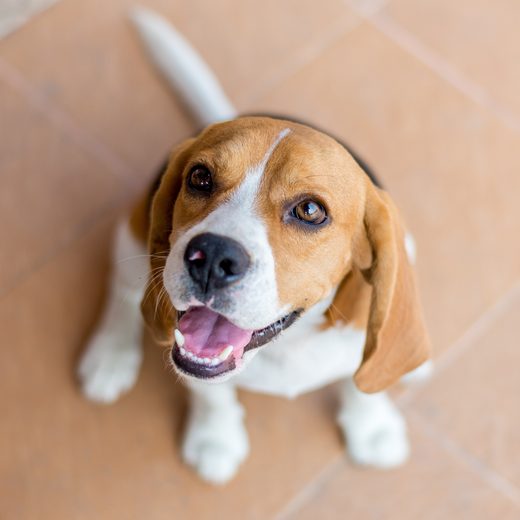 A rescued beagle, now in a home