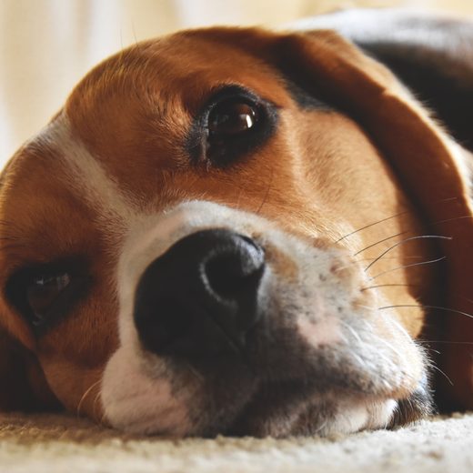 A rescued beagle, now in a home