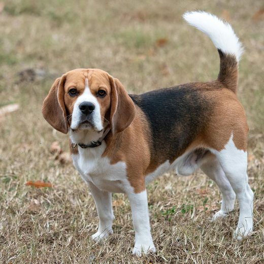 A rescued beagle, now in a home