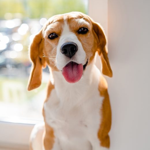 A rescued beagle, now in a home