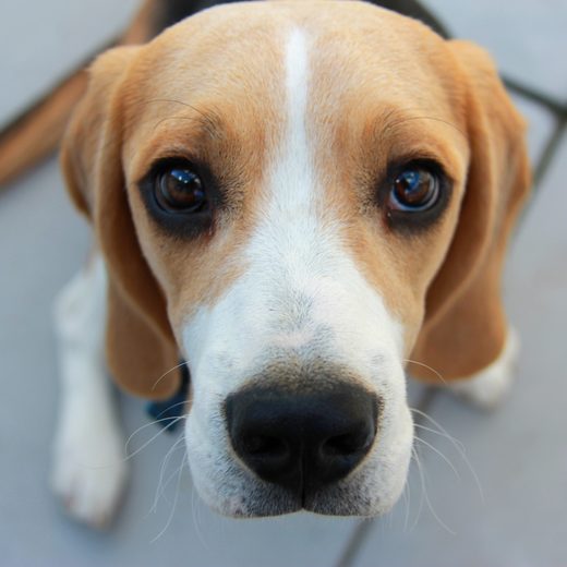 A rescued beagle, now in a home