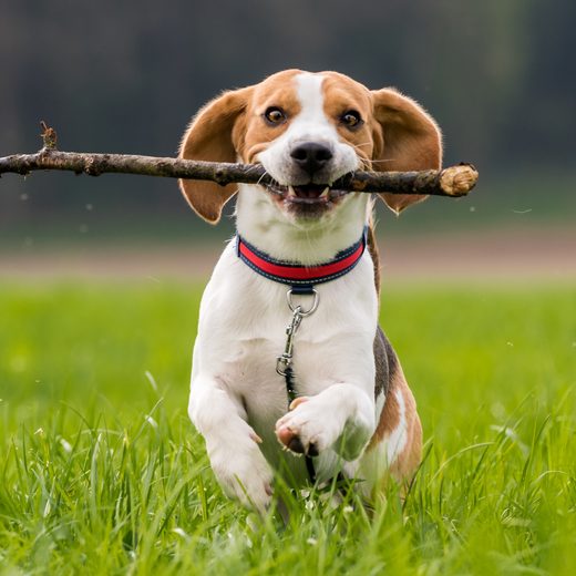 A rescued beagle, now in a home