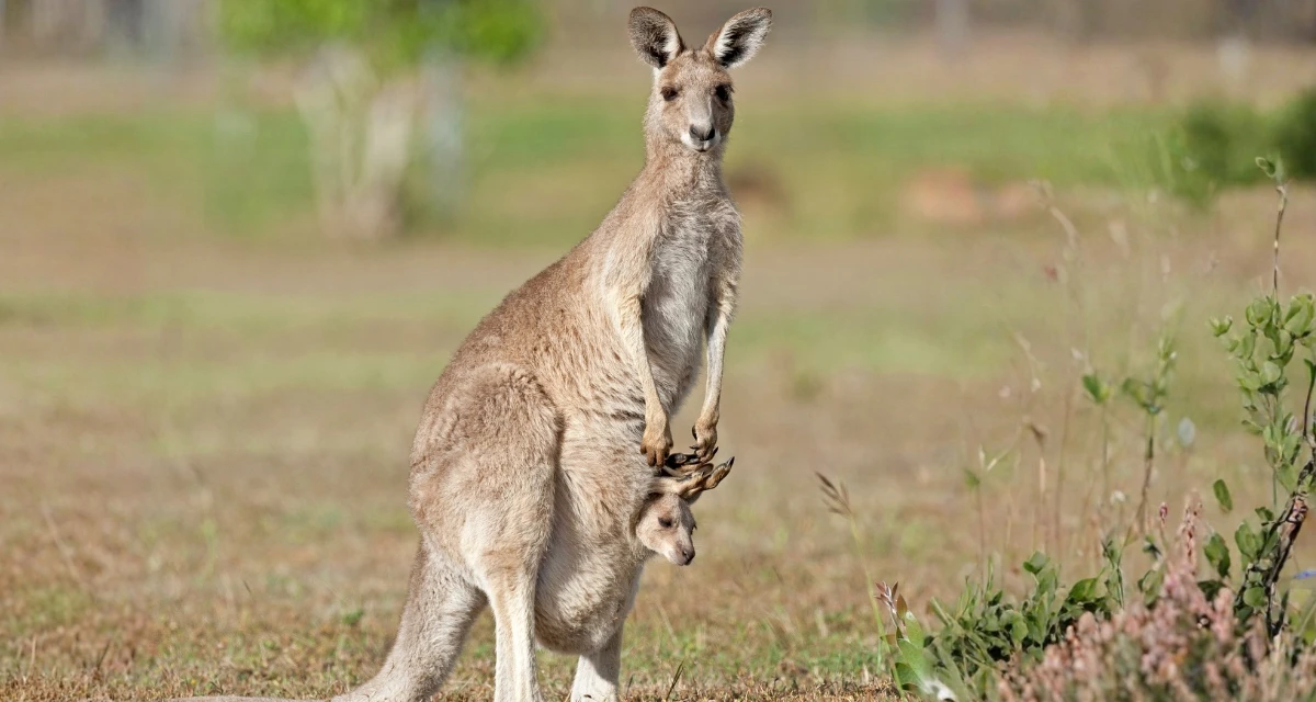 Our Latest Investigation Exposes How The Kangaroo Bushmeat Trade Puts People And...